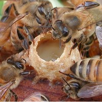 Маточное молочко бесплодие