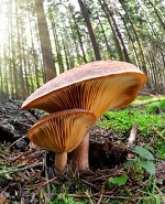 Эффект от употребления психоделических грибов оказался подобным процессу сна