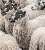 Новый крем от покраснения лица на основе овечьей плаценты