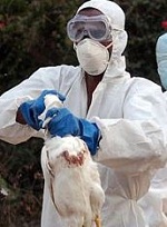 Зарегистрирован второй случай заражения новым вирусом птичьего гриппа!