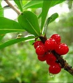 Волчья ягода защищает от вируса гриппа