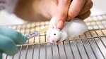 Теперь при  тестировании новых косметических продуктов и других ингредиентов для выявления кожной аллергии, ученые используют новые высокоточные методы без применения животных. Тестирование ингредиентов продукции до поступления потребителю имеет важное значение, потому что аллергический контактный дерматит является наиболее распространенной формой заболеваний у людей. Ученые описывают альтернативный клеточный тест, который считывает гены и сигнальные пути в кожных клетках мышей, растущих в лаборатории.  Оценка теста 18 соединений показало, что он имеется чувствительность к фактическим сенсибилизаторам с достоверностью в 92 процента. Ученые на 100 процентов гарантируют отсутствие  любых ложноположительных результатов – то есть о том, что вещество вызвало раздражение, когда, на самом деле, это не так. Такой подход может быть чрезвычайно ценным в выявлении взаимодействия клеток кожи сенсибилизаторами, говорят ученые. Эта разработка была проведена как результат высокой стоимости тестирования косметологических средств на лабораторных животных, а также в связи с рекомендациями Европейского союза для поиска альтернативных методов.