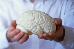 Ученые вырастили «мини-мозг» из стволовых клеток