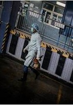Новые случаи птичьего гриппа в Камбодже