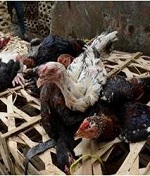 Птичий грипп унес еще  одну жизнь