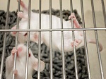 Ученые обнаружили  метод  внедрения ложных воспоминаний
